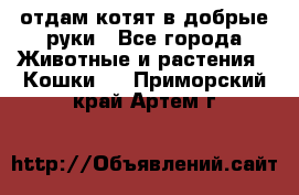 отдам котят в добрые руки - Все города Животные и растения » Кошки   . Приморский край,Артем г.